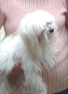 A dona de Pingo é idosa e está desesperada.