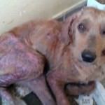 Estado de Pirulito quando foi resgatado.