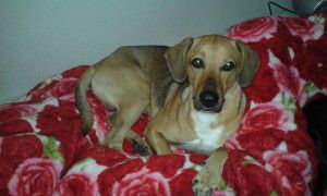 Davi Luiz é um cão dócil e convive bem com outros animais