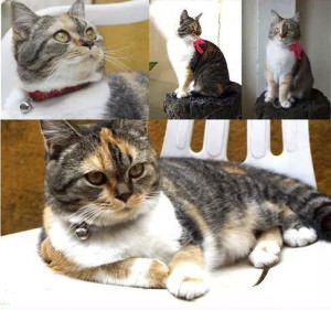 Nina fugiu em Hélio Ferraz