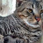 Gatos do Abrigo Miaudote