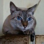 Gatos do Abrigo Miaudote