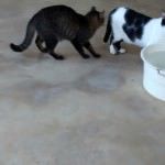 Gatos do Abrigo Miaudote