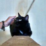 Gatos do Abrigo Miaudote