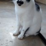 Gatos do Abrigo Miaudote