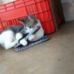 Gatos do Abrigo Miaudote