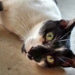 Gatos do Abrigo Miaudote