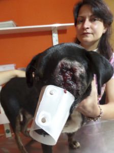 A veterinária Patricia Oliveira mostra o ferimento no olho de Nego