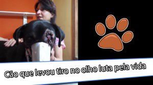 Cão está vivo e estável