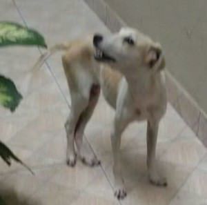 AJuda urgente SErra ES