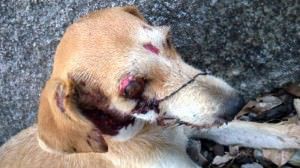 10858601_840471472642076_6385728869200241877_n