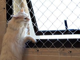 gata tela de proteção