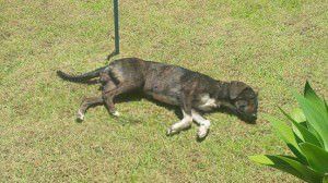 1013638_477352142403678_4011427349994930928_n