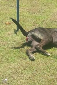 10176157_477352119070347_3992064826912096014_n