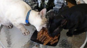 Os bolinhos foram muito bem aceitos pelos gatos de Cristina. Foto: Divulgação