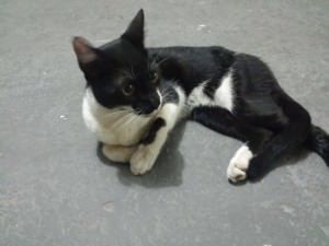 10917410_709314125855893_7479300221197564485_n