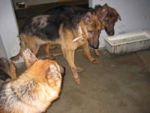 10924761_813496602050245_3745824207396674784_n