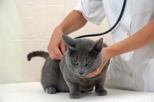 Quando pronto o hospital atenderá gatos e cães. Foto: Divulgação