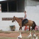 O Rancho Serra Azul oferece passeio a cavalo