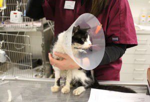 cat-survives-burial_fran