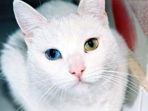 Se o gato for surdo de uma orelha e tiver um olho azul, e outro de outra cor… ele provavelmente é surdo do lado que o olho é azul.