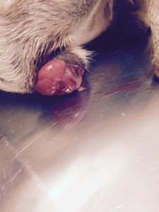 10427352_10205272102514761_4367127658502947351_n