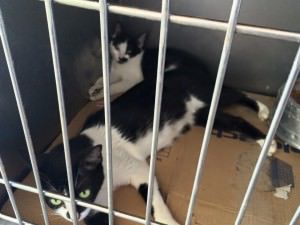 10646836_970987402913191_1327355480026549397_n