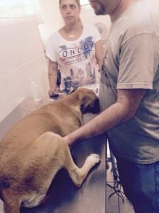 A cadela foi atendida e será submetida a cirurgia. Foto: Divulgação