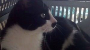 10991051_809655545756198_366526543741711485_n