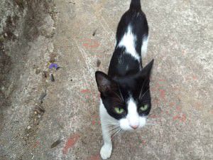 11003155_709835082470734_1312515351_o