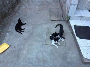 11005899_709849879135921_1109134370_n