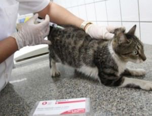 Todos os cães devem ser vacinados. Foto: Divulgação