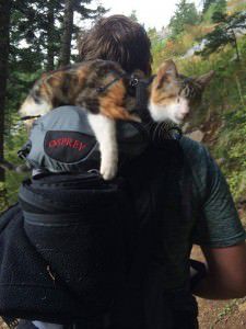 honey-bee-gata-cega-mochila