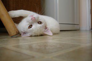 gatos dizem eu te amo