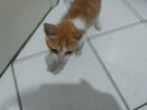 10636209_10202767239337175_3343687458953209234_n