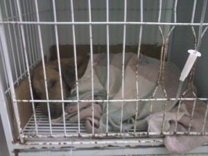 11034288_499973980142156_3287161438280551511_n