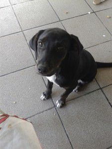 11047938_918479774841562_3931990060643555981_n