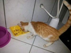 11054361_10202769240947214_6558734032005543661_n