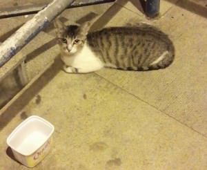 gatinha nova almeida