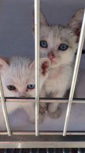 11082641_1001471133198151_4137816561376990726_n (1)