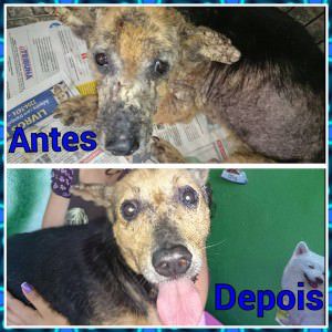 Bruce antes de ser resgatado e depois