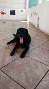 labrador para adoção