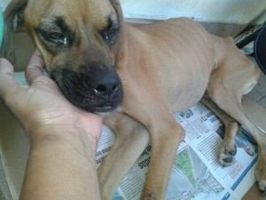 Quem abandonar cães e gatos pode pegar de três meses a um ano de prisão. Foto: Divulgação