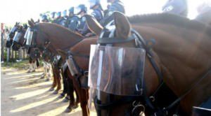 Dezesseis cavalos da Polícia Militar serão sacrificados nesta semana. Foto: Divulgação/PM 