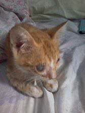 Gatinho com úlcera de córnea. Foto: Divulgação