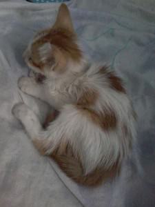 Gatinho desnutrido. Foto: Divulgação