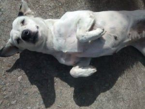 11193325_759135390850643_6315896391356724033_n