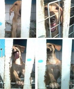 11201631_849836221738130_4002599766952970158_n