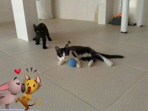 11204975_1438980689750277_3476717371406123631_n