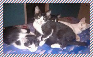 gatinhos para adoção